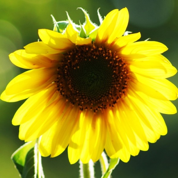 Omaxe Sunflower Large bloom Seeds
